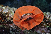 Hexabranchus sanguineus Danseuse espagnole ponte nudi-Safaga Tobia kebir-17m-20171120-Denis-ADER-DSC_3152_tn